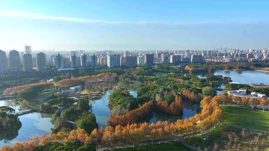 上海世纪公园秋景  上海秋景