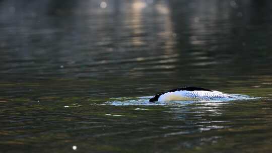 中华秋沙鸭抓泥鳅、一级保护动物中华秋沙鸭