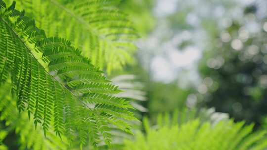 夏日风光树枝树叶