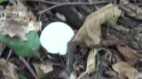 树林中的蘑菇