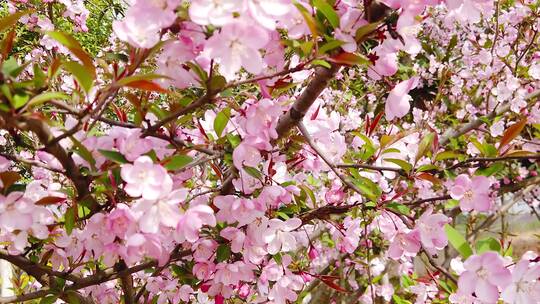 蜂花蜜素材