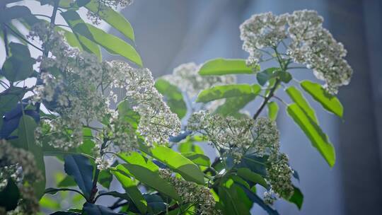 春天春暖花开樱花石楠花植物视频