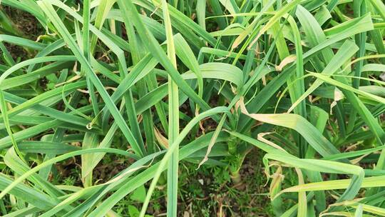 农村房屋蔬菜菜园花草树木绿色植物