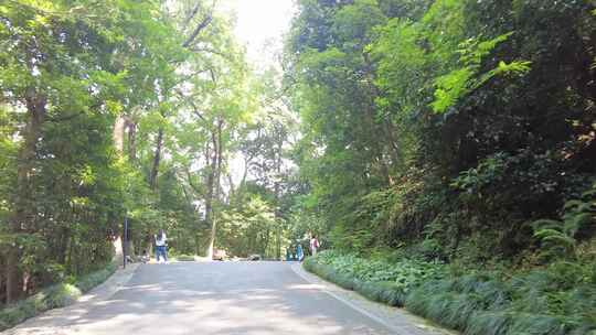 风景景区行人树林小道路