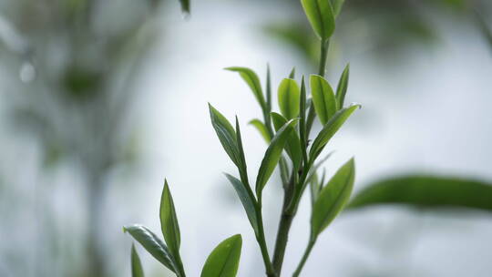 清晨茶树上的嫩茶叶