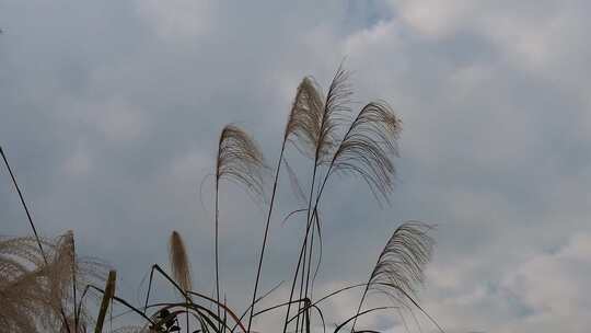 枯萎芦苇植物实拍