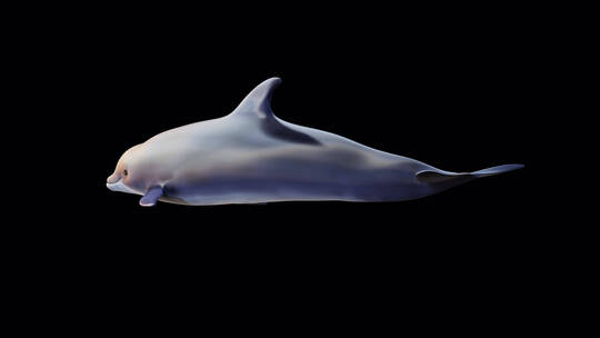 海豚 海豚游动 聪明的 海洋 动物视频素材模板下载