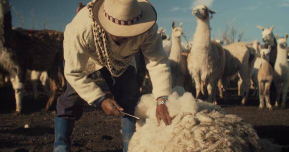 牧羊人在整理羊毛