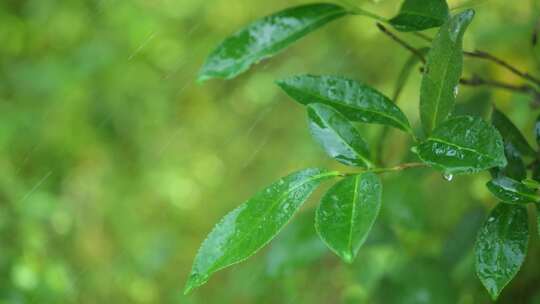 下雨天树叶雨水滴叶子茶树雨水雨滴茶叶特写