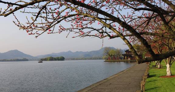 杭州春天清晨西湖白堤桃花樱花游船唯美空镜