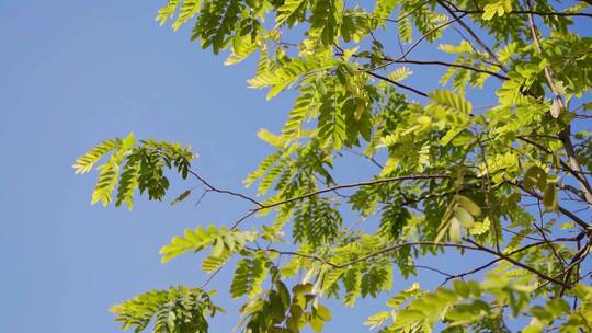 广州悦汇城绿植绿化树叶空镜 蓝天白云