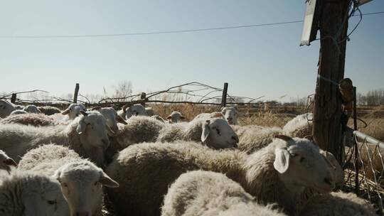 羊圈羊群空镜视频素材模板下载