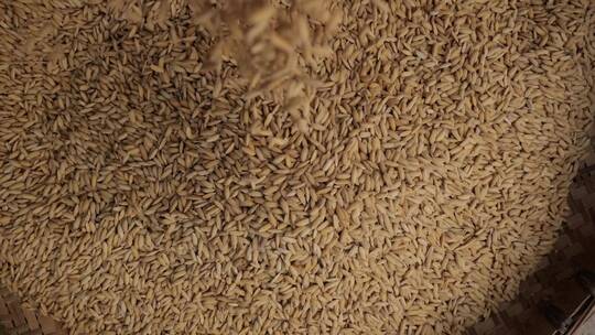 大米稻谷丰收农业粮食粮仓慢动作