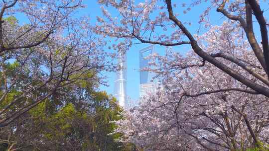 航拍上海陆家嘴樱花东昌路地铁站唯美樱花