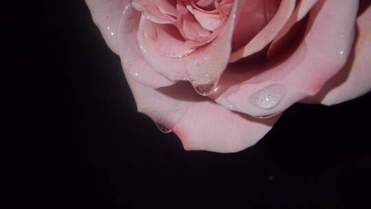 精华水从玫瑰花瓣上滴落