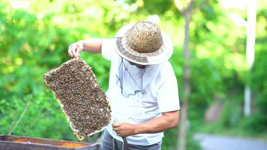 养蜜蜂的人 养蜜蜂 蜜蜂