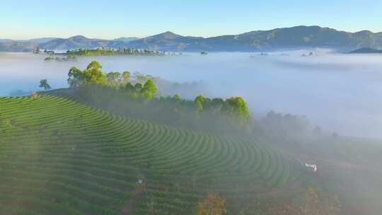 云雾缭绕的茶山