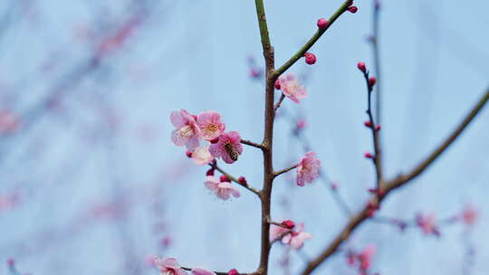 晴朗天气下西溪湿地盛开的梅花树与蜜蜂