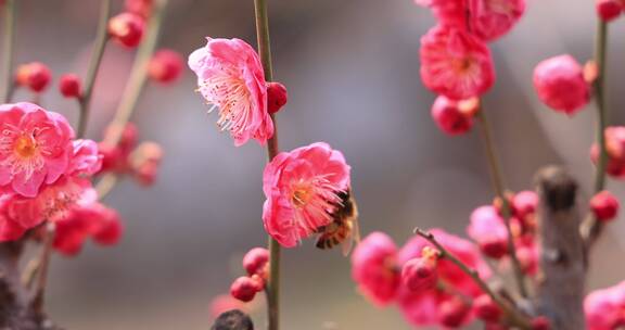 实拍蜜蜂梅花中采蜜