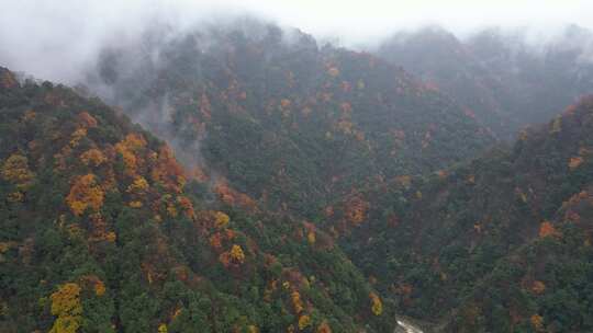 漫山红叶巴中光雾山附近