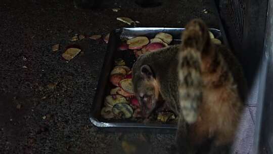 南浣熊 浣熊 熊 浣熊科 食肉目 动物 动物园