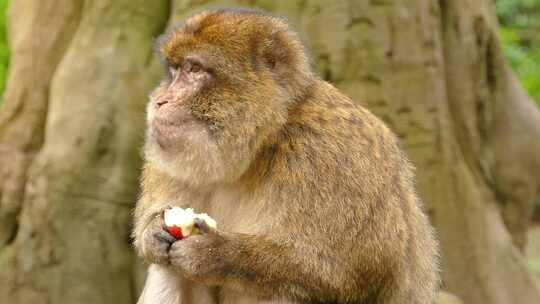 峨眉山上的猕猴吃水果视频素材模板下载