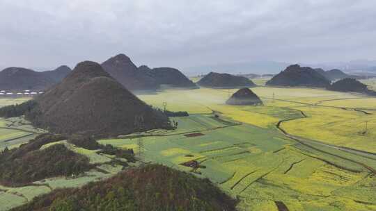 航拍油菜花海罗田云南春天蓝天白云风景景区