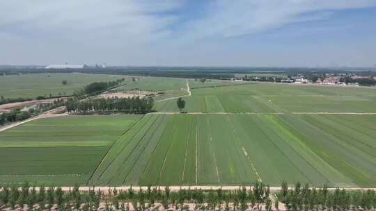 俯拍绿色玉米地素材