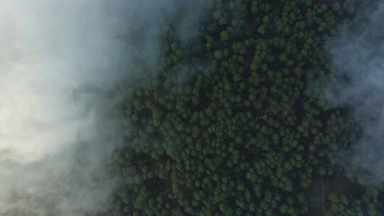 覆盖大片森林的云层上方的视图