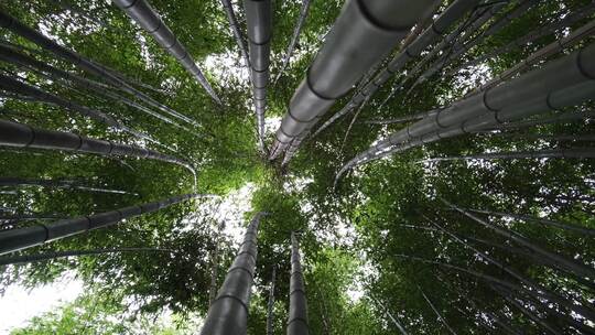 竹林合集春天竹子阳光森林惊蛰春分自然风景