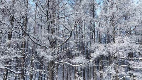 寒冬松林雪景松树林雪林雪松松枝挂雪