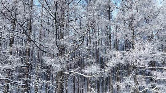 寒冬松林雪景松树林雪林雪松松枝挂雪视频素材模板下载