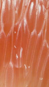 垂直视频。多汁的红柚子肉滴着水和果汁滴。