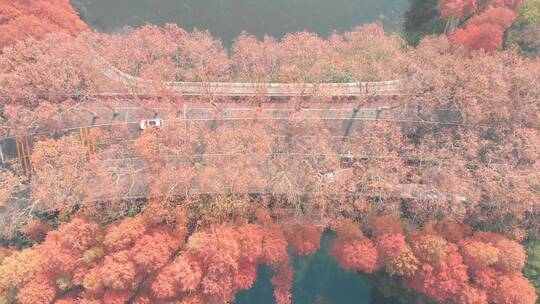 湖北武汉东湖风景区秋季风光