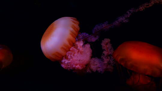 水母 海底世界 海洋馆 水族馆