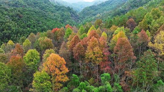 靖安隐仙谷山区19