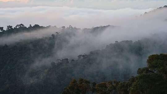 雨林，薄雾，云，树木
