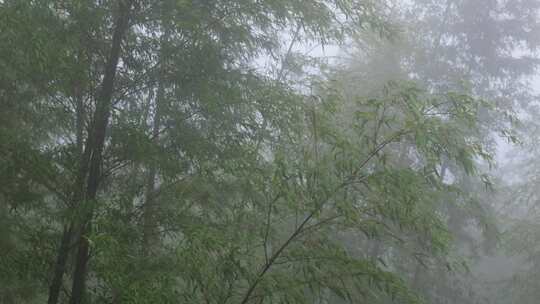 下雨天茂密的竹林枝叶繁茂生机勃勃的景象