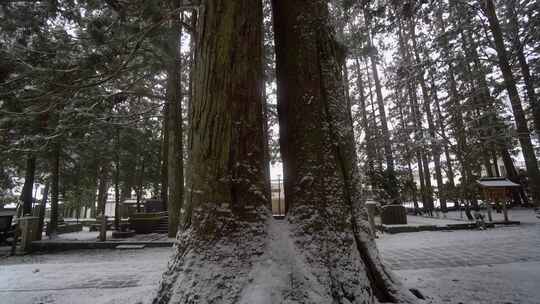 两颗大雪松保存着日本最大墓地的秘密，这个