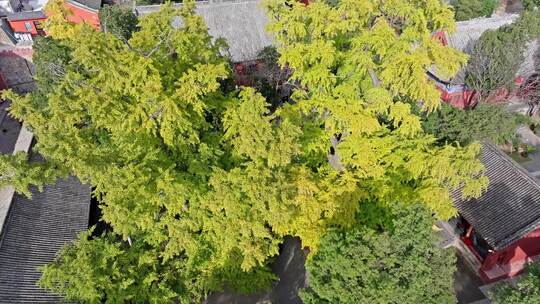 航拍郑州嵩山大法王寺