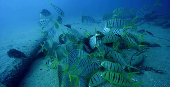 Golden Trevally，鱼，水下