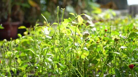 三农 农业 蔬菜 种植 植物