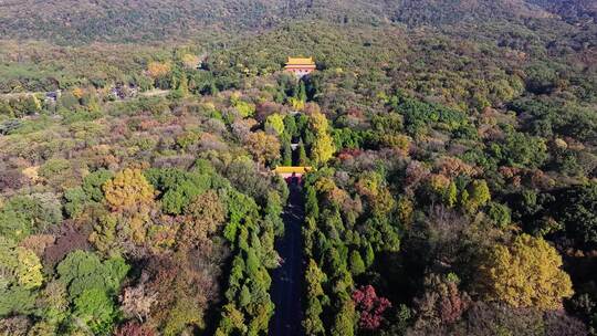 南京秋天 明孝陵 紫金山 钟山风景区