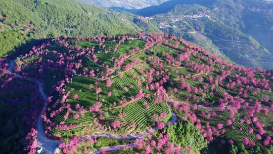 云南大理无量山樱花谷冬樱花和茶园茶树航拍