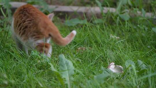 一只宠物小猫在草地上休息并试图捕捉昆虫