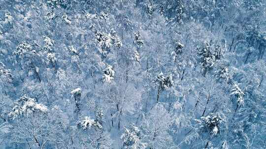 森林中的雪枝。冬季仙女背景