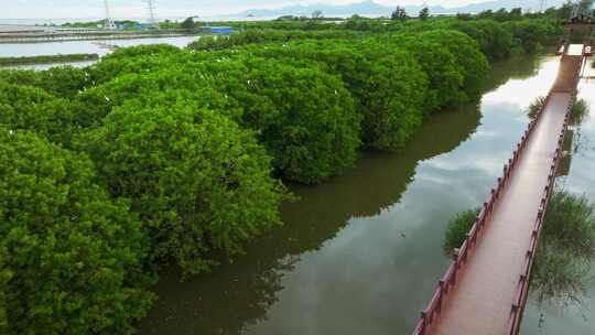 江门红树林 海边红树林 候鸟 栖息地航拍