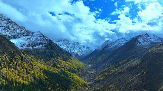 雪山下多彩树林的壮丽景观