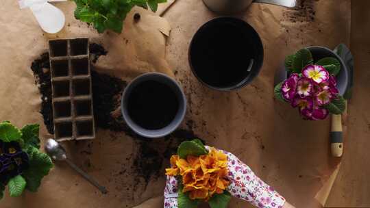 种植，鲜花，花盆，土壤