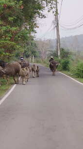 一群骑摩托车走在路上的牛